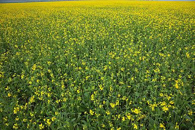 魔兽官方宣布《巨龙崛起：复兴之种》将于1月18日推出